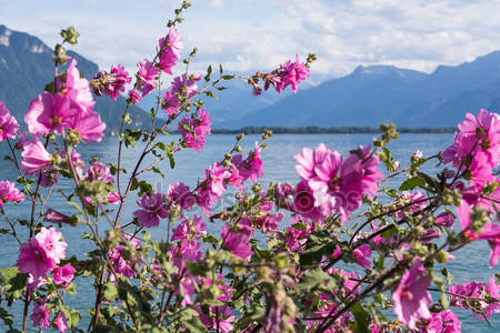 depositphotos 77624992 stock photo flowers against mountains and lake